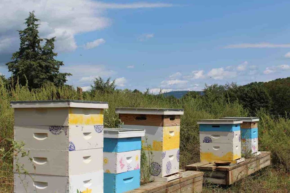 Мёд с пасеки разнотравный натуральный