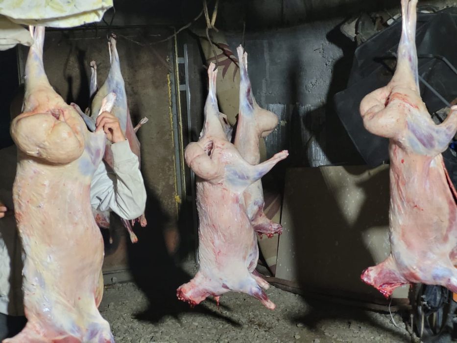 Марқа туша адреске дейін