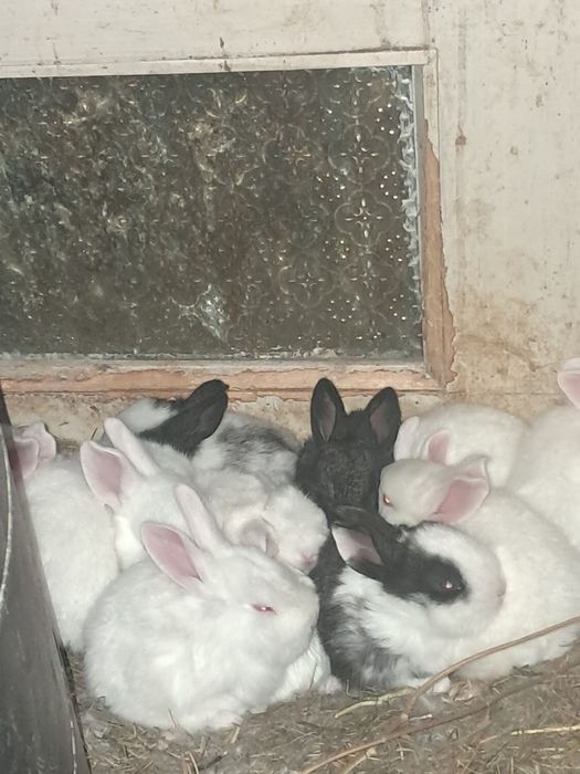 Iepuri de rasa hycole