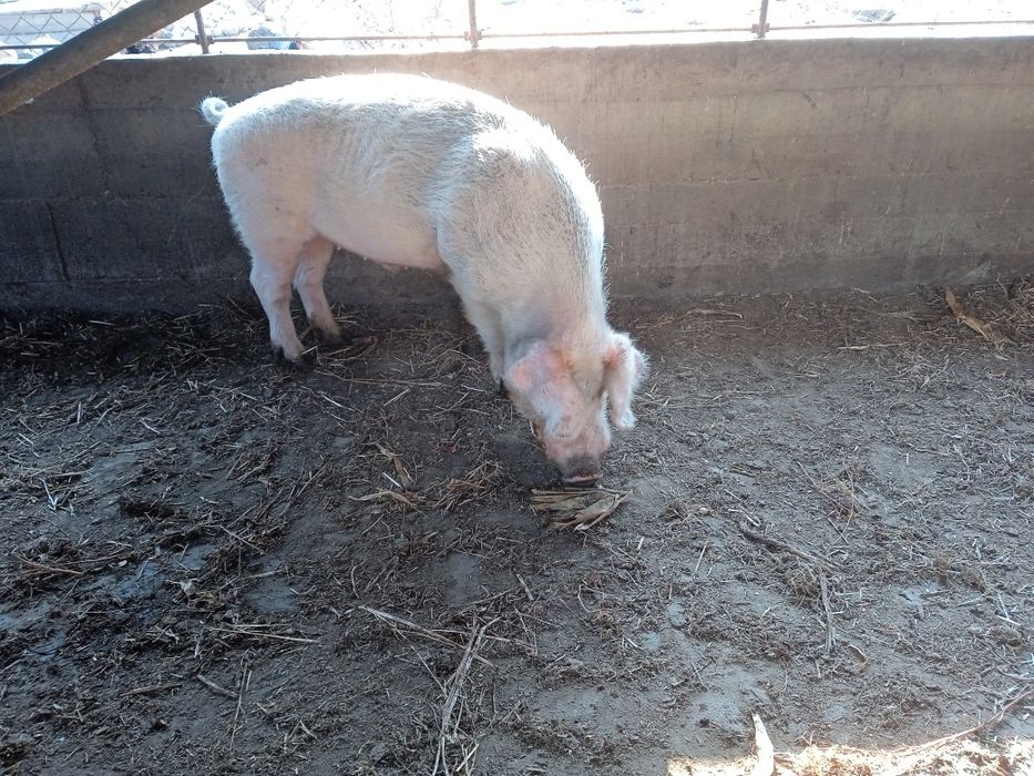 Кабан производитель