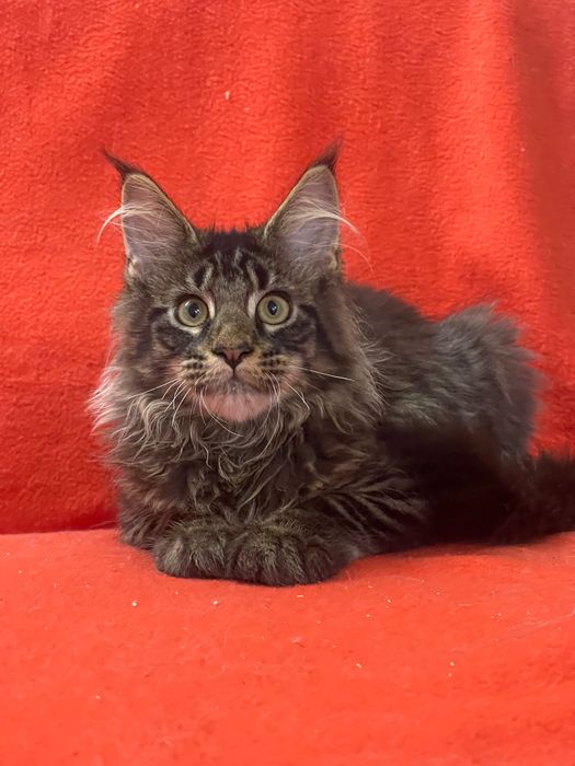 Maine Coon cu părinții campion