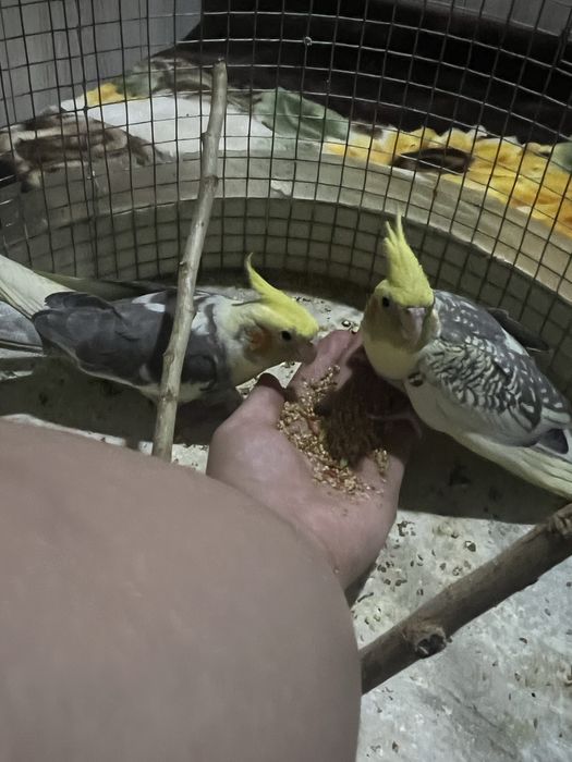 Папугай  продабтся