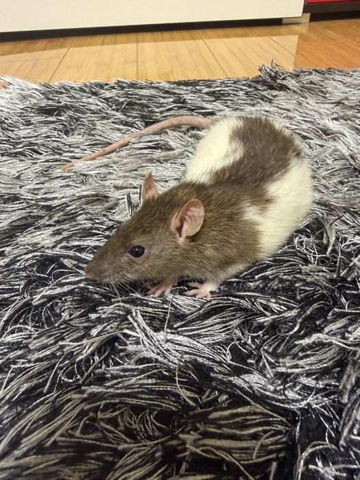 Sobolani de companie