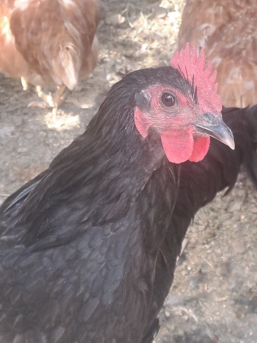Cocosi si gaini Australorp.