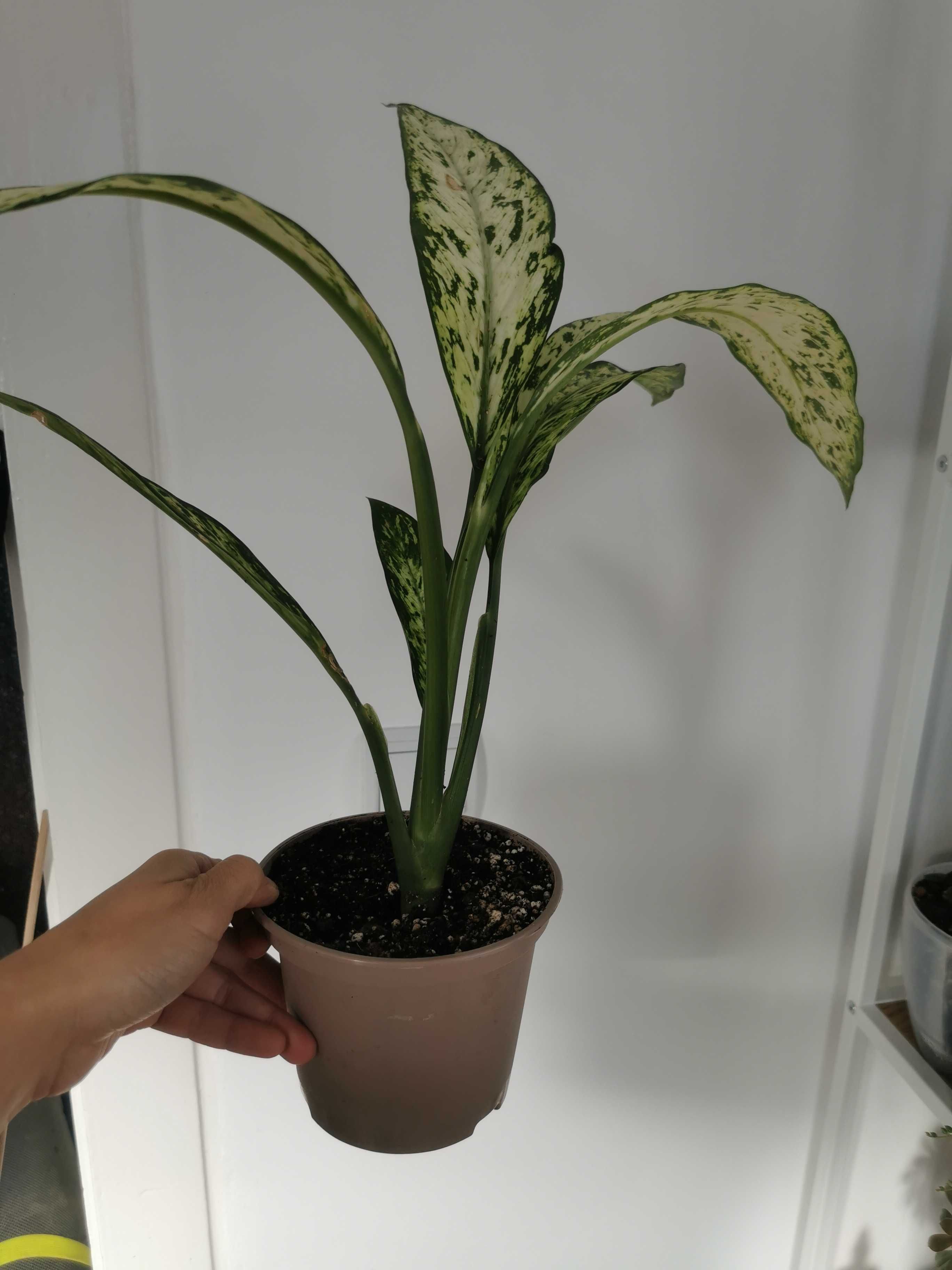 Dieffenbachia vezuviu, Vesuvius, plante decorative, plante apartament.