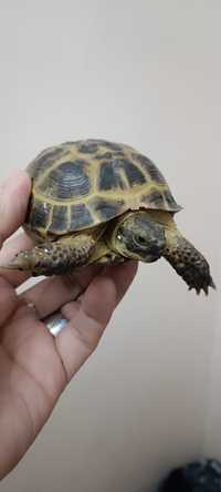 Черепаха 12-13 см
