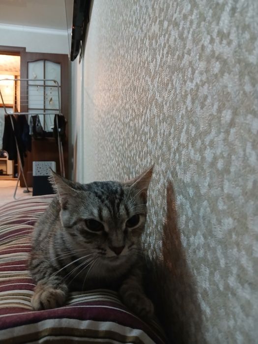 Отдам в хорошие руки кошку