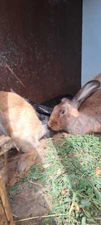 Vând iepuri au 4-5 luni