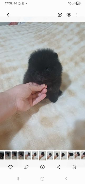 Померанский Шпиц