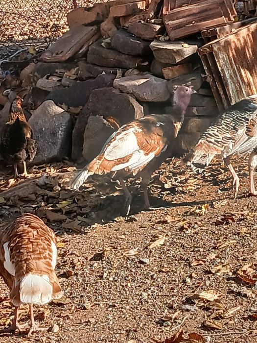 Млади домашни пуйки