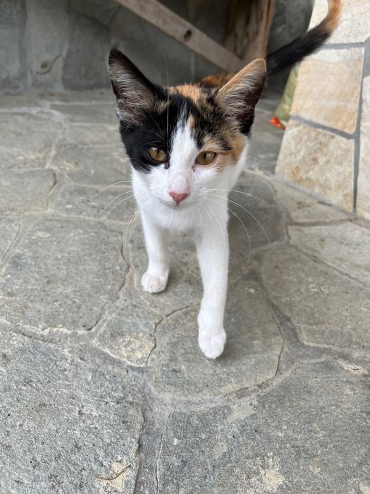 Donez spre adoptie pisicuta gasita in drum sanatoasa,jucausa !