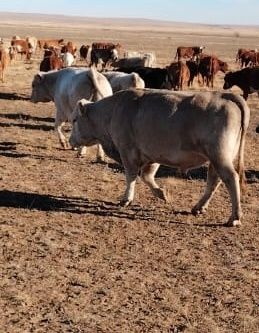 Племенной бұқалар.