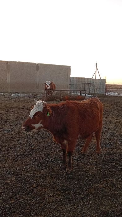 Продам или обмен