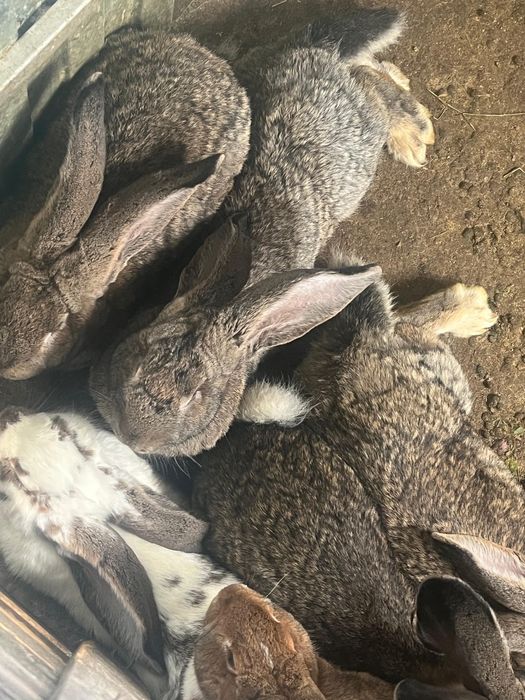 Vand iepuri urias belgian