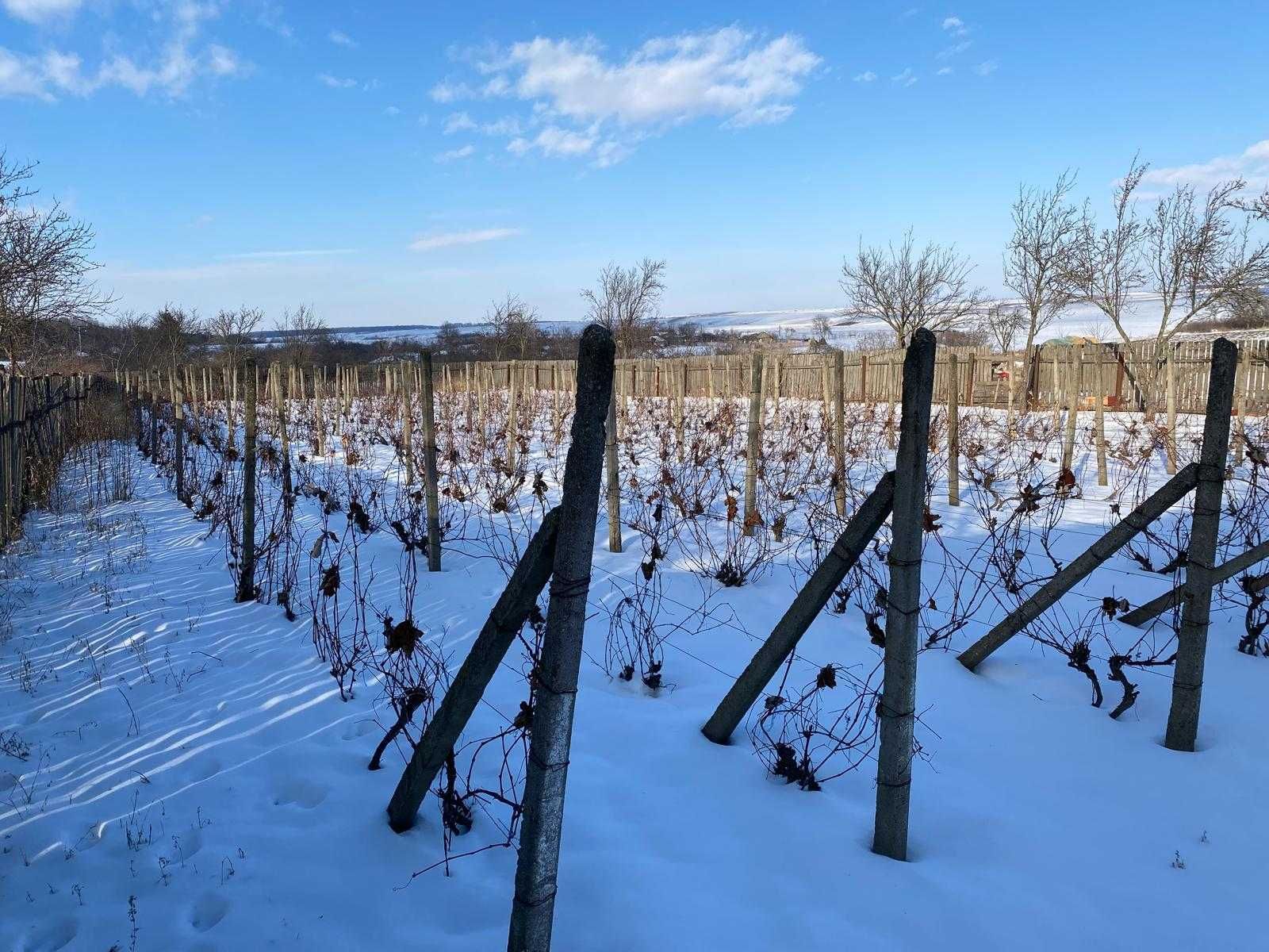 Teren cu vita de vie si pomi fructiferi