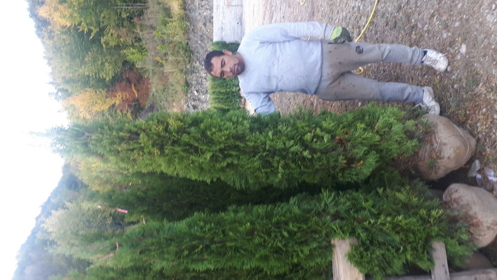 Tuia plante ornamentale