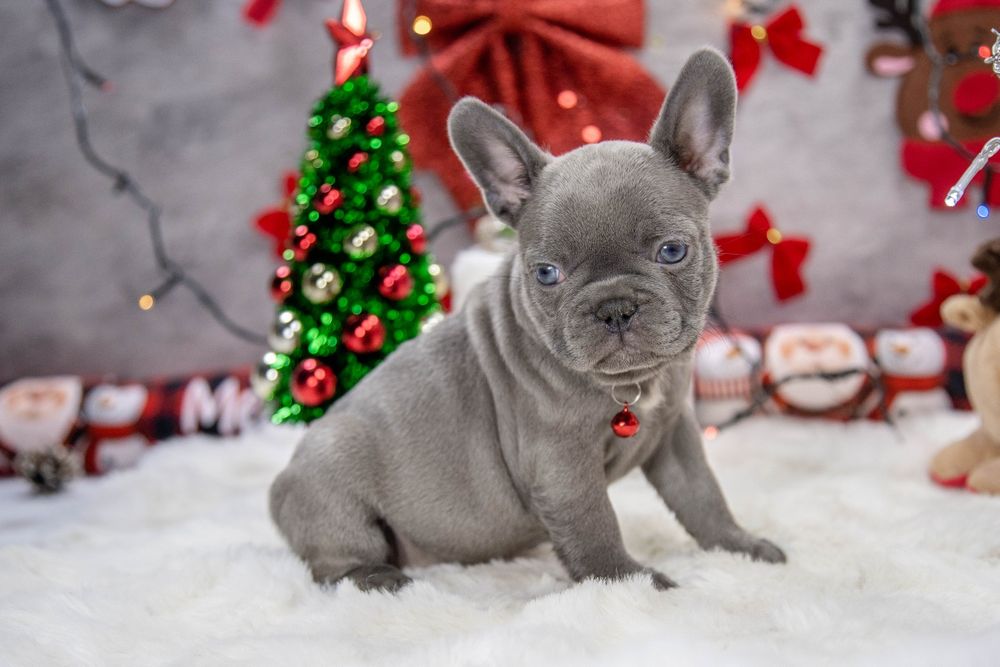 bulldog francez lilac