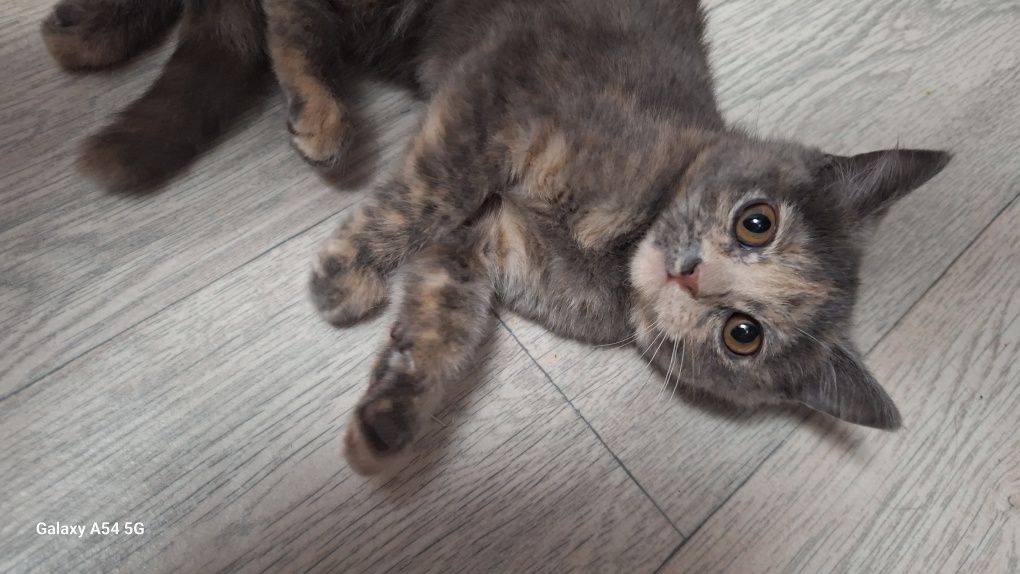Отдам даром котёнка