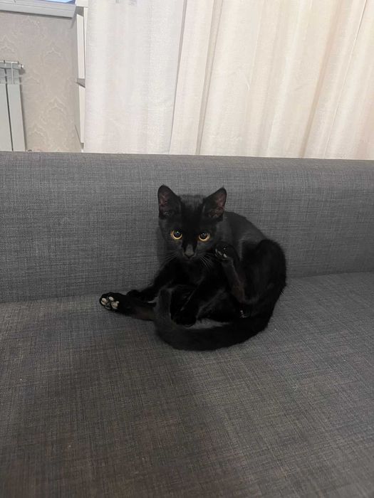 Кошечка ищет свою любящую семью