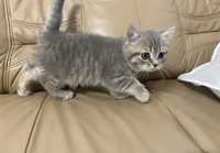 British silver tabby