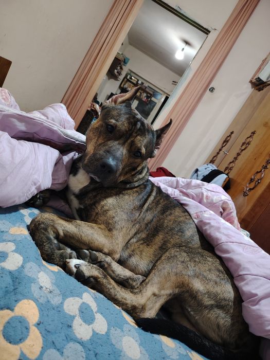 Предлагается на вязку кобель питбуля