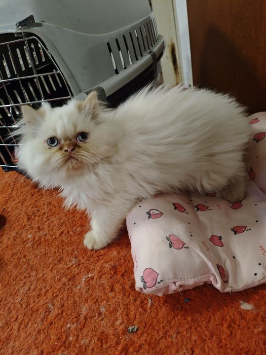 Продавам чистокръвни персийски котенца