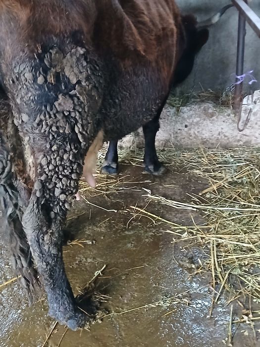 Vând vaca  cu lapte