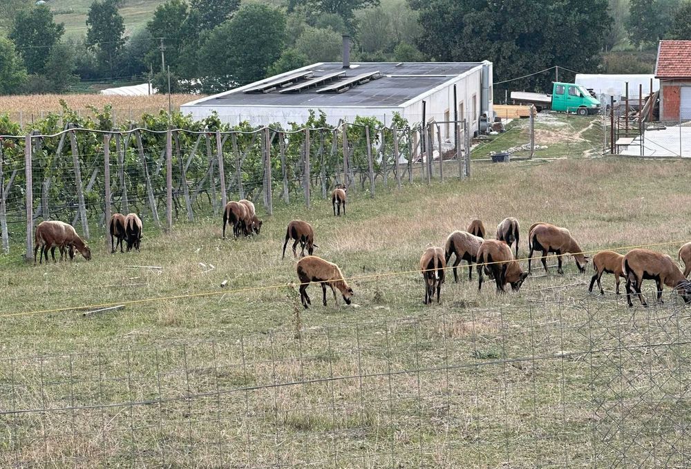 Familie de oi de camerun