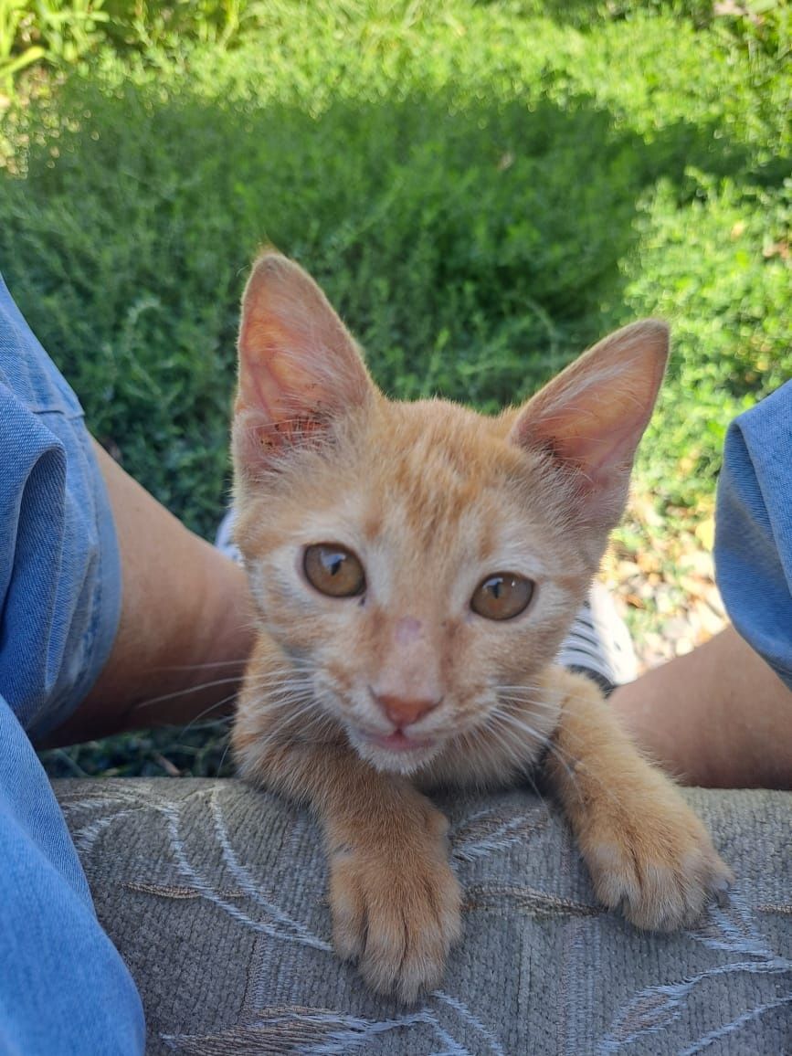 Котята бесплатно.