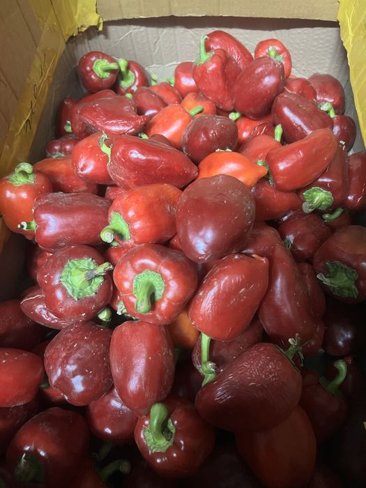 Продам домашний перец