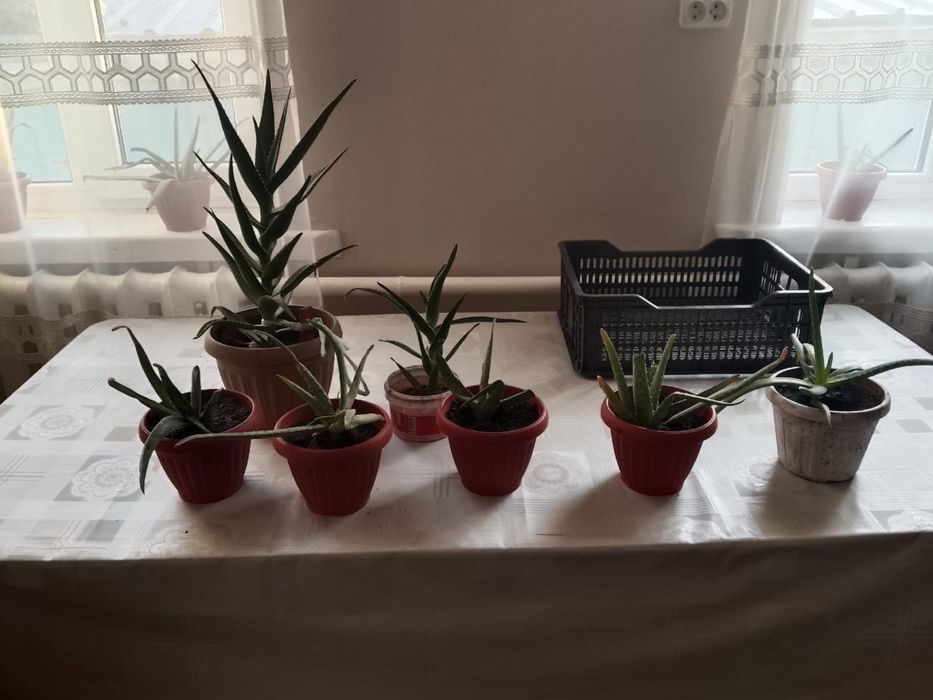 Алоэ-вера , хорошие есть еще больше чем на фото