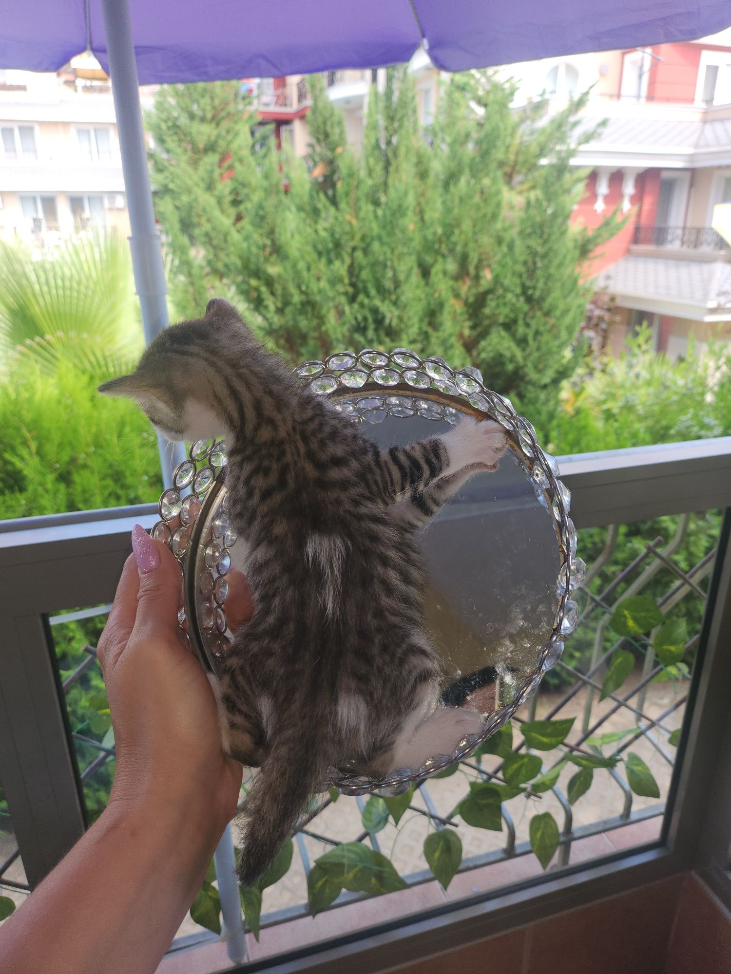 Бенгалски котета