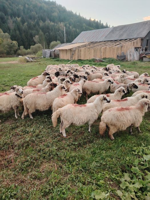 50 Oi de vânzare
