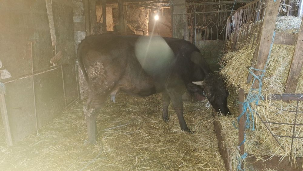 Крава на предстоящо второ теле