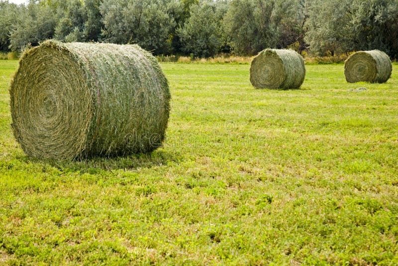 Vând baloti de fân rotunzi pentru vaci, oi, capre, cai.