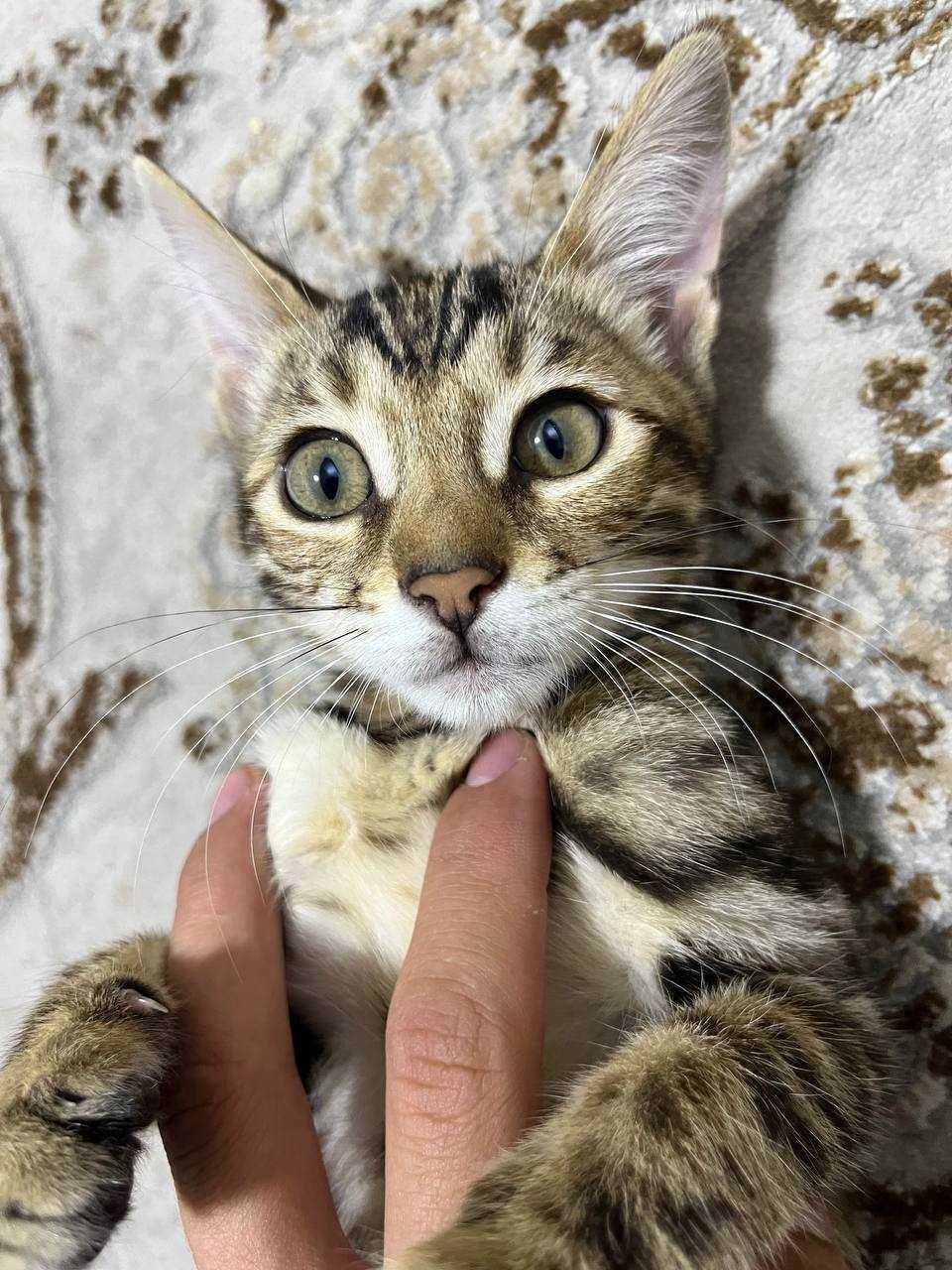bengal mushukcha
