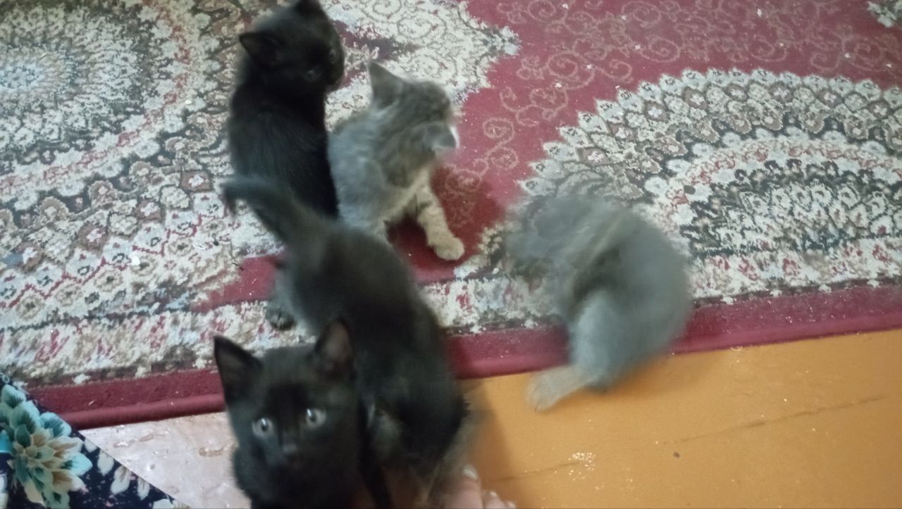Котята, отдам в хорошие руки