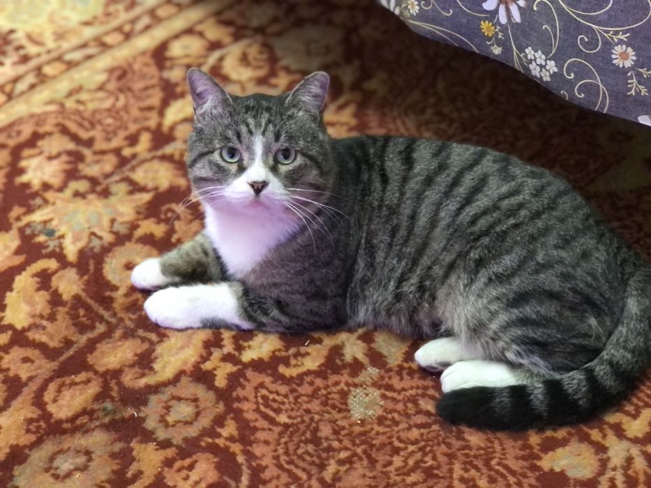 отдам взрослого кота ))