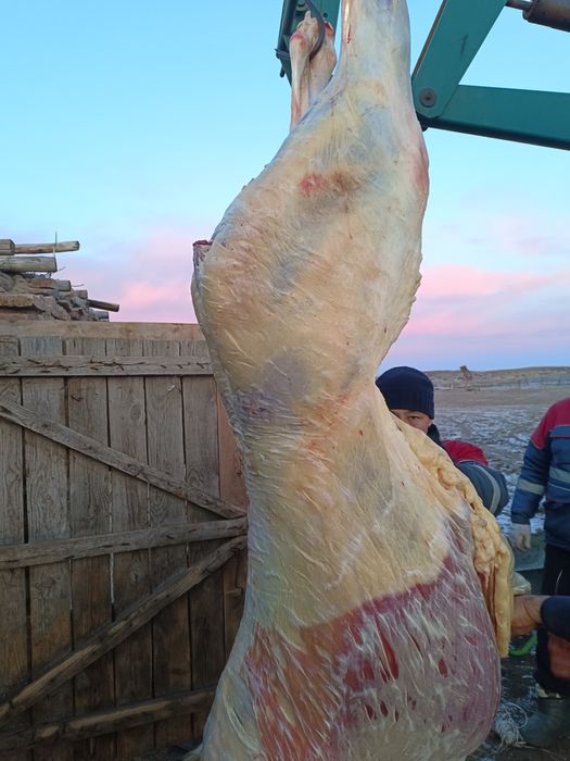 Продам согым жабагы Экибастуз Павлодар Аксу