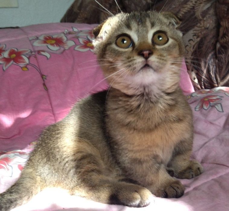 В продаже МАНЧКИНЫ