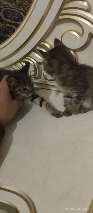 2 ta mushuk bepul beriladi ozoda uy mushuklari