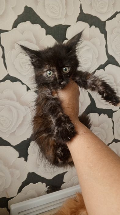 Продаётся Мейн-кунчик Котёнок Девочка Чёрная Черепашка!