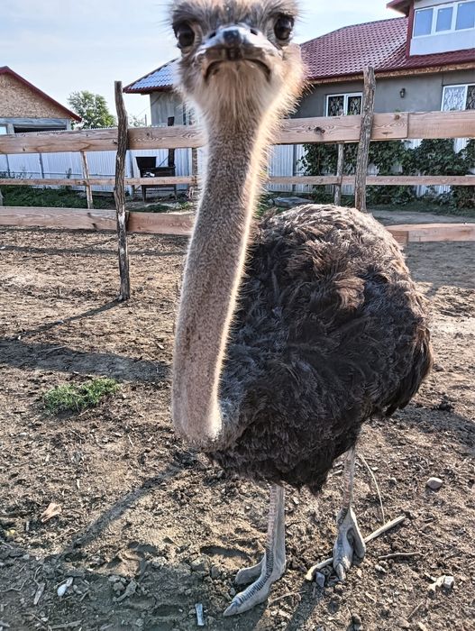 Vand struti masculi si femele