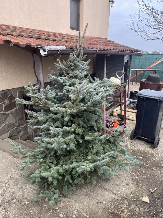 Brazi argintii de Craciun