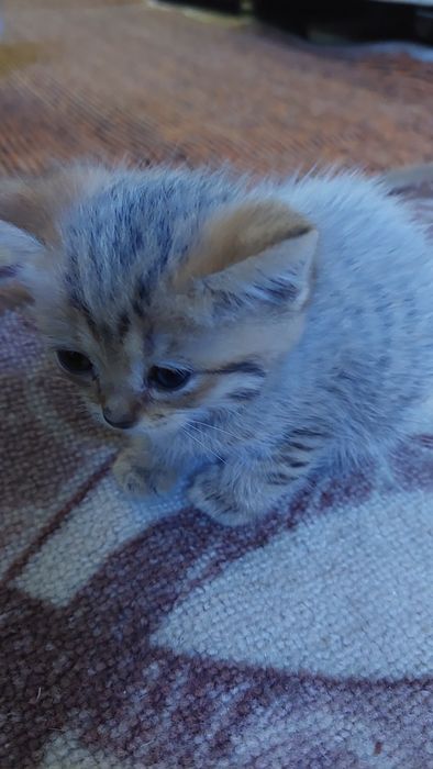 Британская короткошерстная.г. Шымкент