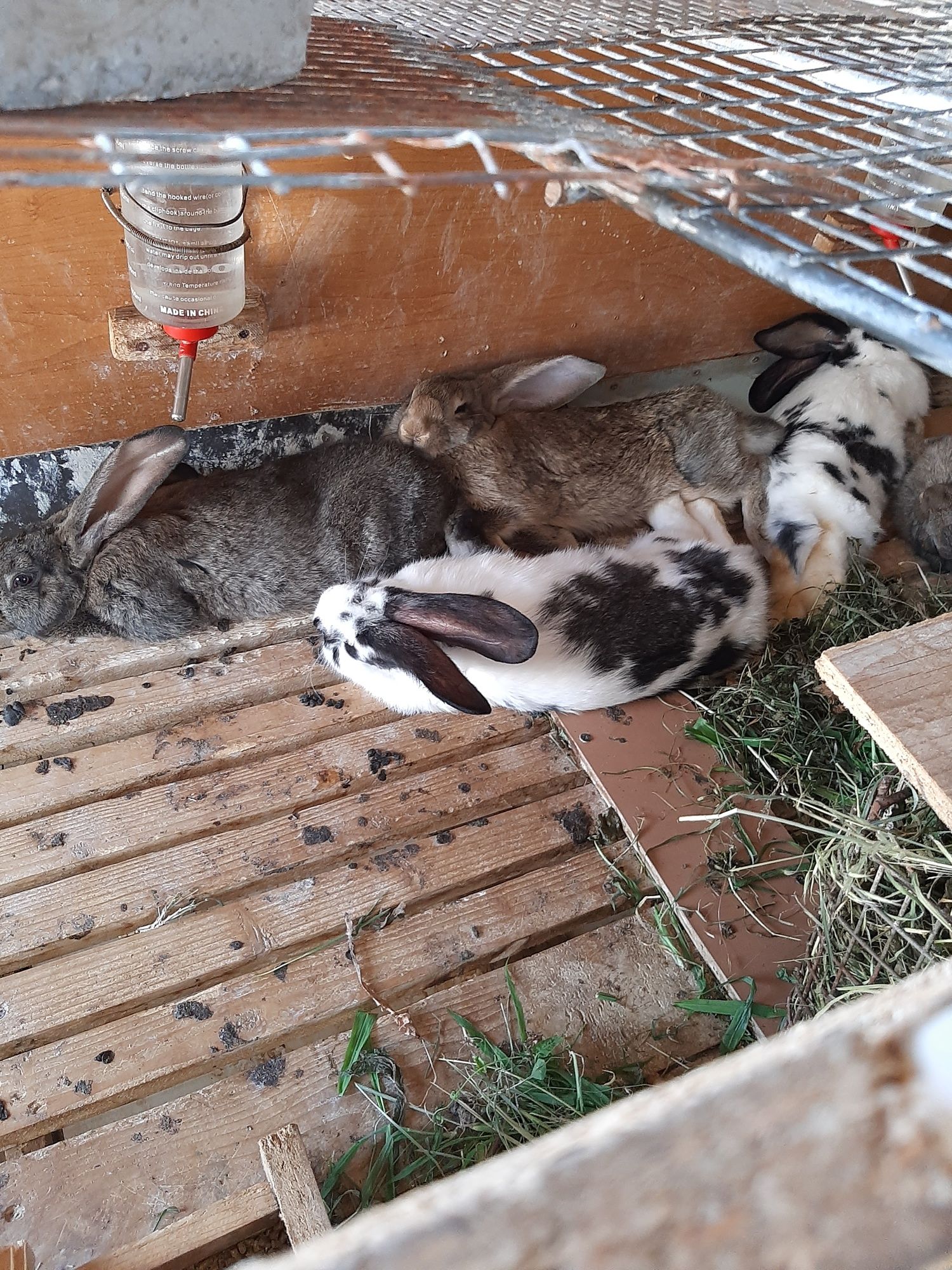 Vând  iepuroaica mare și iepurași