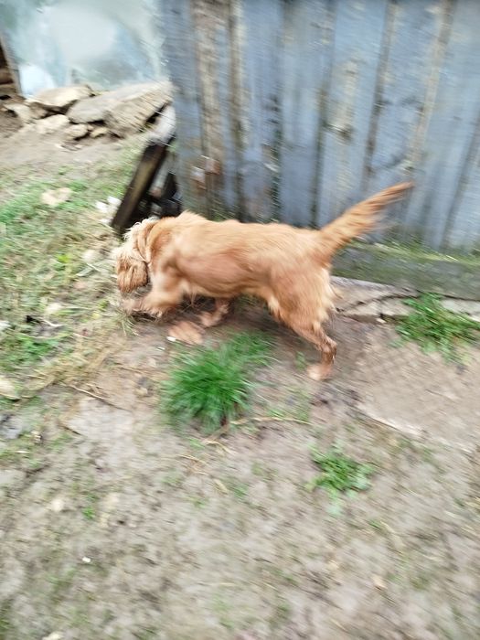 Кокер Шпаньол женски