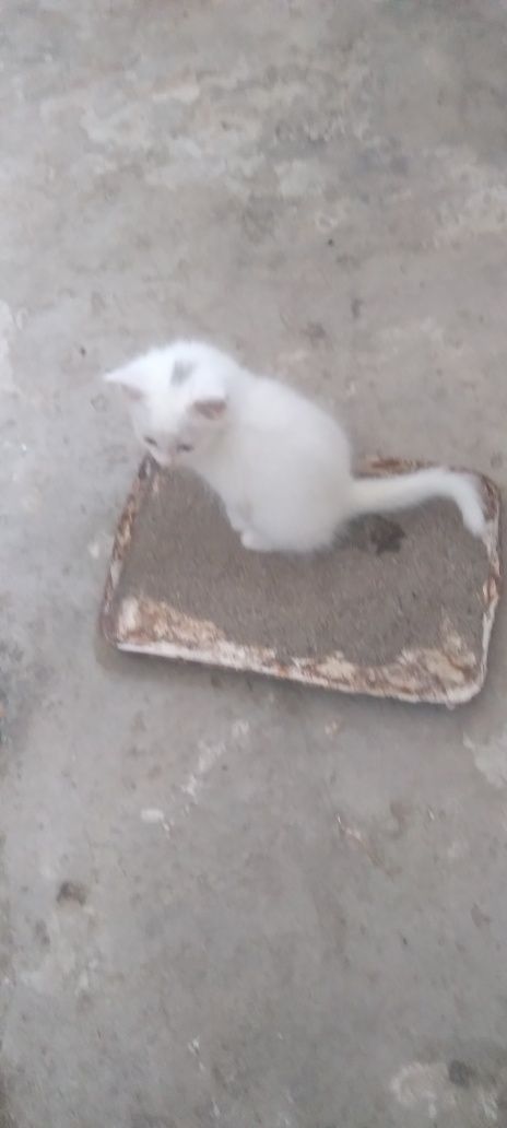 Продаются котста.sotiilaqi muhukshalar