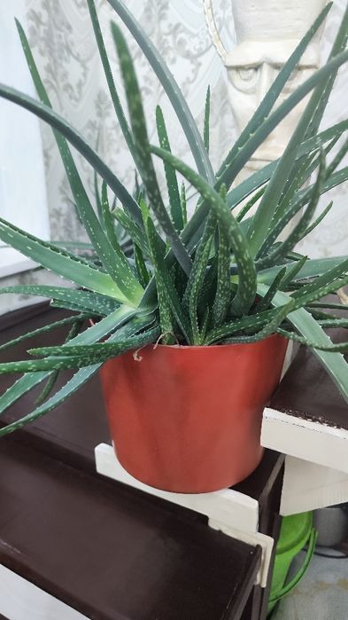 Алоэ вера лечебный