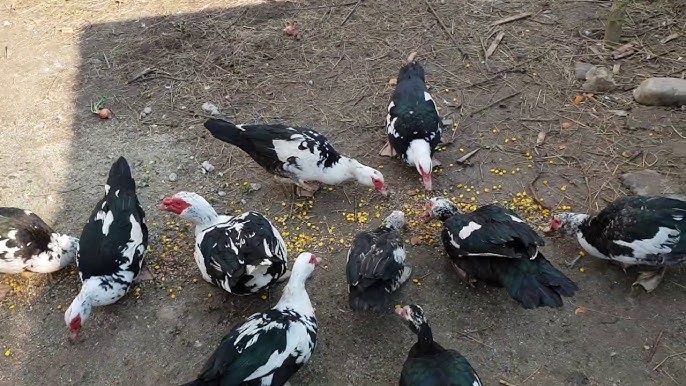 Schimb găini rațe mute și românești cu gâște sau curci inclusiv pui